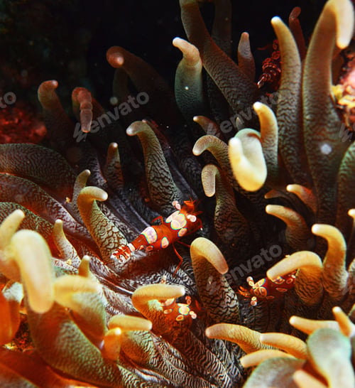 Preview: Beautiful Anemone fish, clown fish, underwater photo