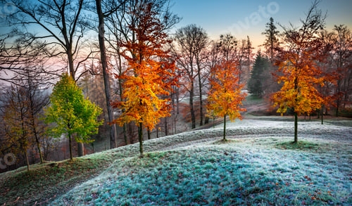 Preview: Park with colorful trees in autumn