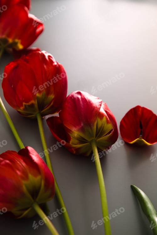 Preview: Tulips