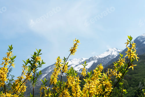Preview: landscape flowering plant with yellow forsythia flowers against snow-capped mountain peaks blue sky