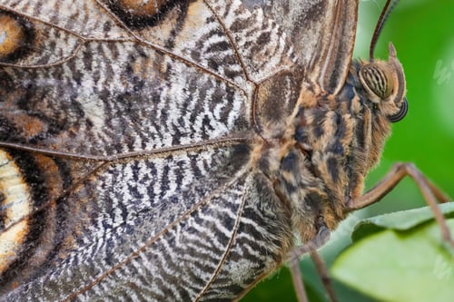 Preview: Macro shot of a beautiful brown owl butterfly on a plant
