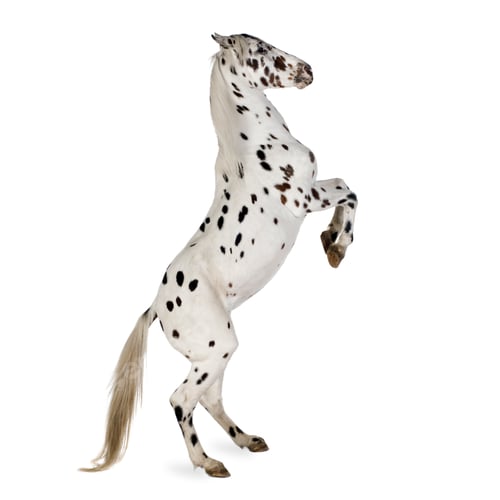 Preview: Appaloosa horse