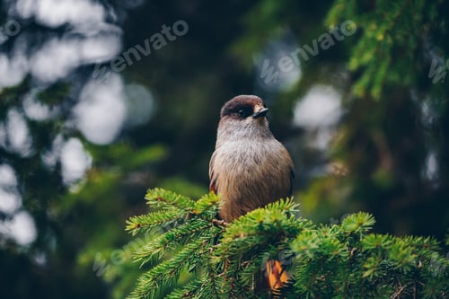 Preview: Siberian Jay (Perisoreus infaustus) in the forest in Finland