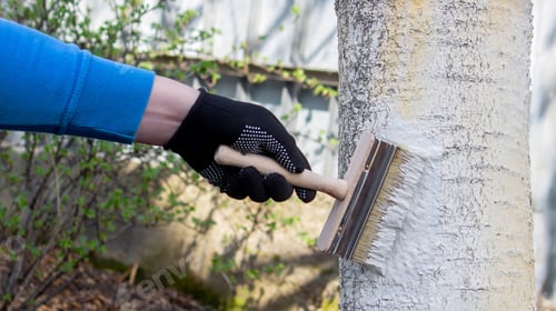 Preview: a farmer treats a tree trunk with a protective white paint against pests. treating trees