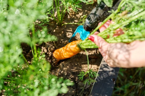 Preview: Close-up of carrot in hands of female farmer, farmer's market