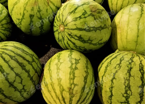 Preview: GREEN! Seedless Watermelons! Fruit and Produce!