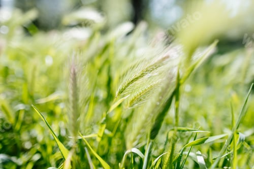Preview: green wheat sway on the wind