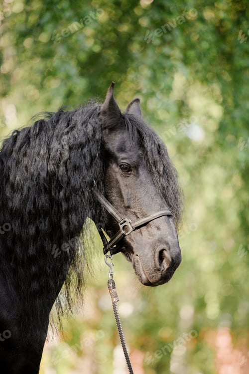 Preview: Beautiful Andalusian horse in field.
