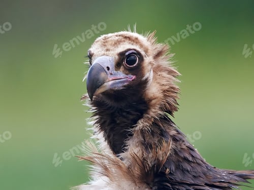Preview: Black vulture (Aegypius monachus)