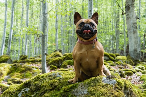 Preview: Cute French Bulldog standing in forest