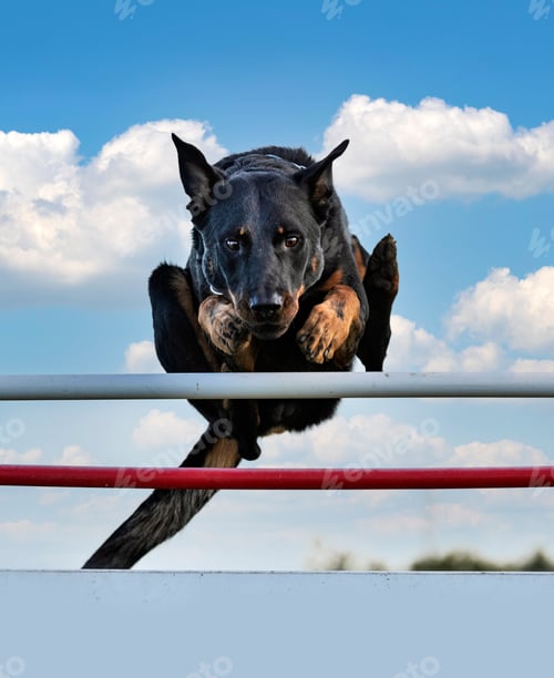 Preview: training of french shepherd