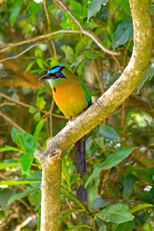 Preview: Blue Crowned Motmot in a tree