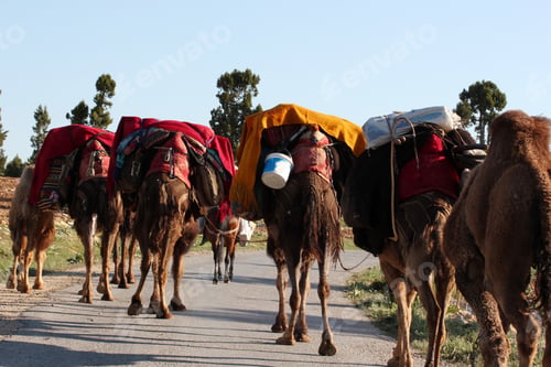 Preview: Nomadic People