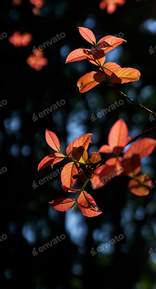 Preview: The red leaves in the early spring