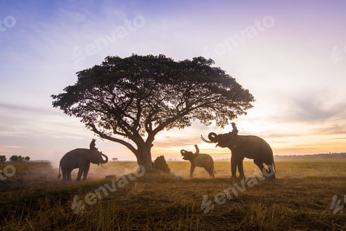 Preview: Elephants at sunrise in Thailand