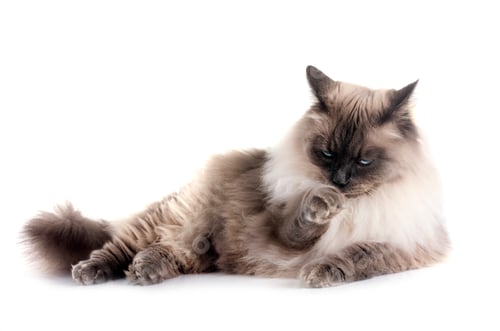 Preview: siberian cat in studio