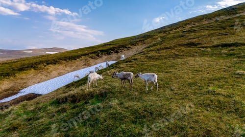 Preview: Reindeer Grazing on a Norwegian Mountainside