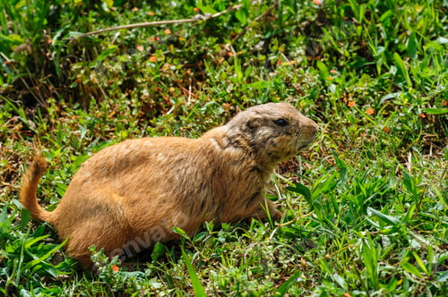Preview: Gopher at green meadow