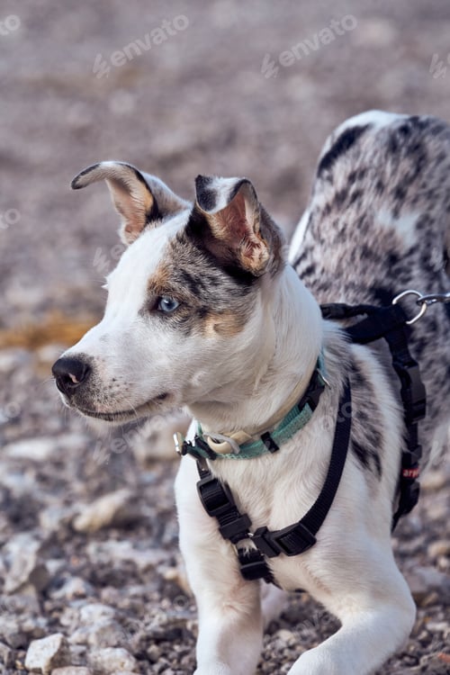 Preview: Border collie puppy with blue eyes staring at another dog