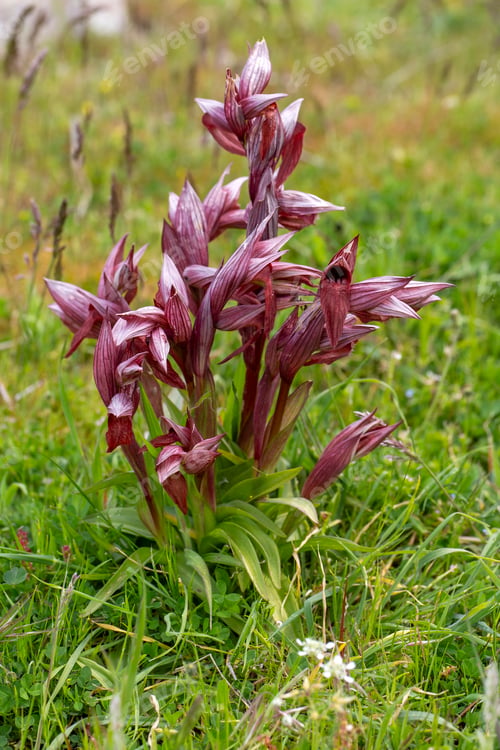 Preview: Beautiful wild orchid flowers (Serapias lingua)