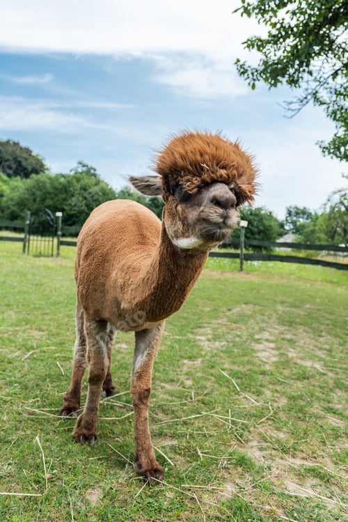 Preview: Alpacas in outdoor ranchin southern Poland at sunny summer day