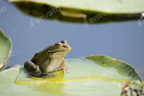 Preview: Closeup shot of a frog on a lotus leaf in Lake Kerkini, Greece
