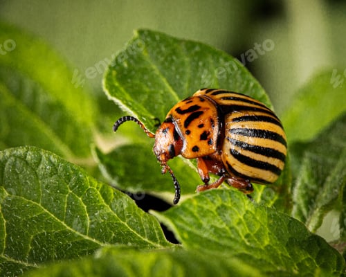 Preview: Colorado potato beetle eats green potato leaves