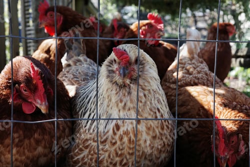 Vista previa: Fat chicken in a fenced area close together