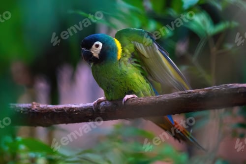 Preview: Golden Collared Macaw (Primolius auricollis)
