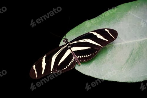 Preview: Zebra heliconide butterfly on a plant isolated on black background