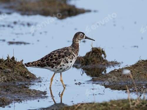 Preview: Ruff (Calidris pugnax)