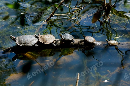 Preview: Four turtles resting on a log in the water surrounded by foliage.