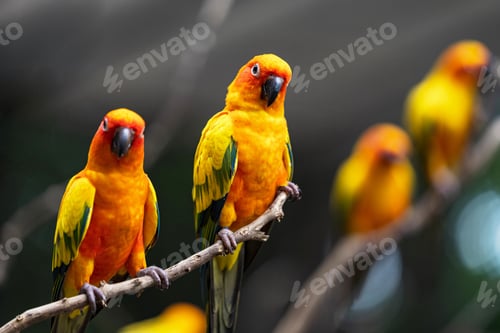Preview: Beautiful colorful sun conure parrot birds