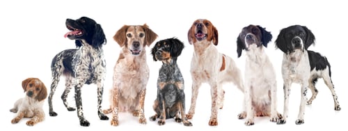 Preview: brittany dogs in studio
