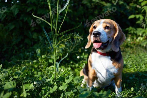 Preview: A beagle dog sits on green grass on a hot sunny day