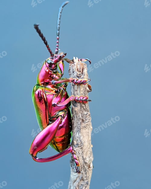 Preview: Long horn beetle