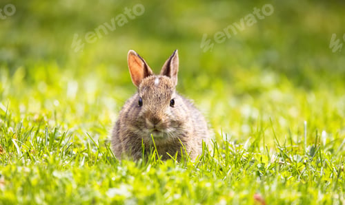 Preview: Wild Baby Rabbit sitting and eating on green grass.