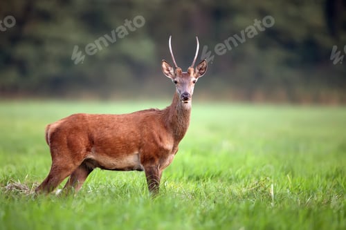 Preview: Red deer in the forest