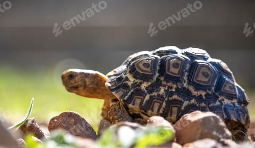 Preview: Side of a baby African tortoise exploring through grass foliage and rocks.