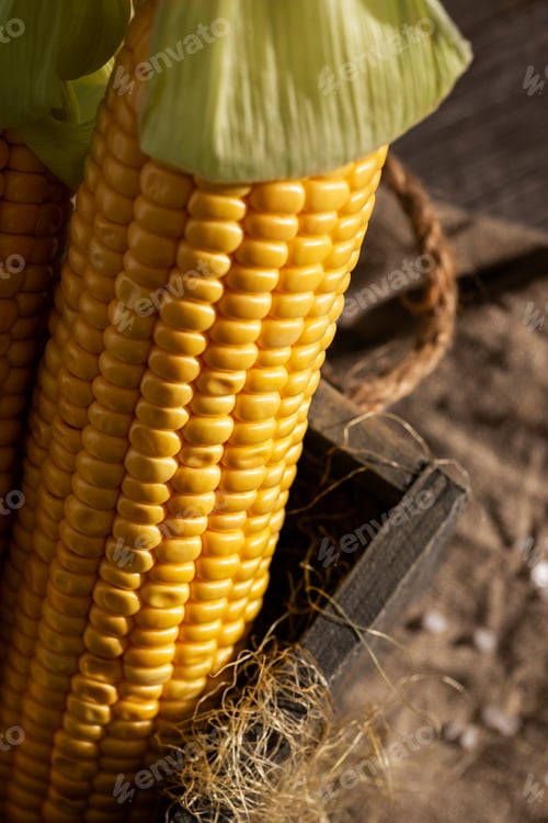 Preview: Cobs of sweet corn on a wooden table