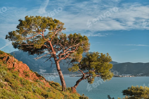 Preview: Picturesque mediterranean landscape with pine trees