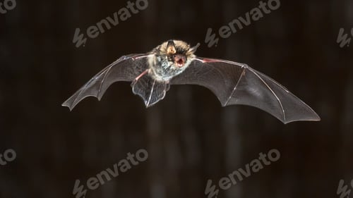 Preview: Flying Natterers bat at night