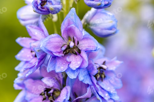 Preview: Blue Delphinium with water drops macro