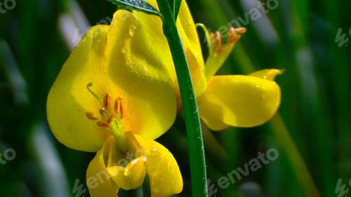 Preview: Closeup of spartium junceum flower illuminated by morning light against blur, green background