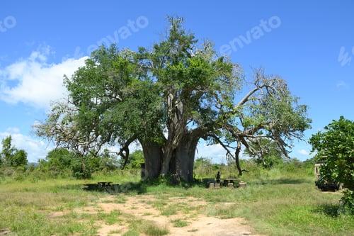 Preview: Majestic baobab trees known for its incredible longevity and ability to store water.
