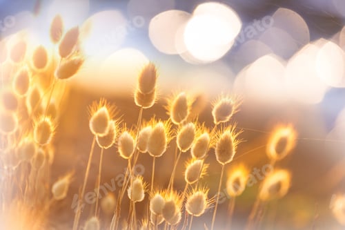 Preview: Sunny meadow