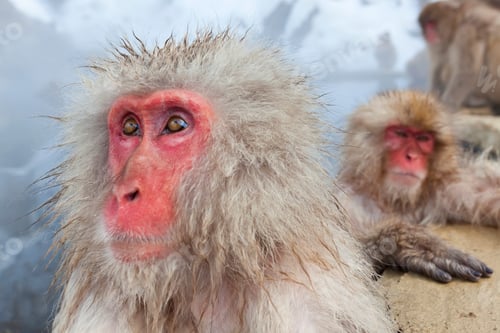 Preview: Japanese Macaque (Macaca fuscata) in the winter snow, Joshin-etsu National Park, Honshu, Japan.