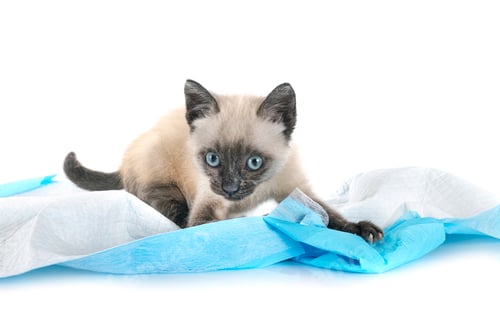 Preview: kitten in studio