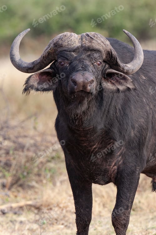 Preview: Cape Buffalo - Botswana