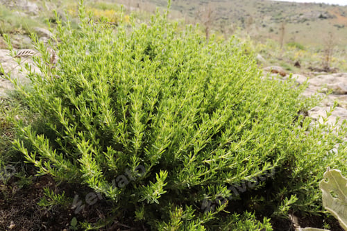 Preview: Wild thyme in its natural environment. Rock thyme.